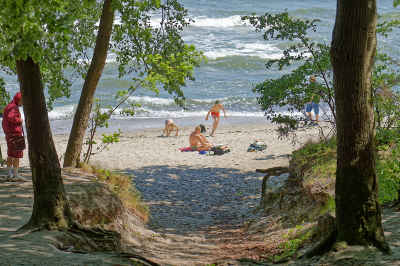 Landscape with a beach and trees